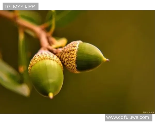 探索龟纹足球树的生态价值与保护意义，揭示其在自然界中的独特地位与作用